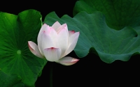 lotus