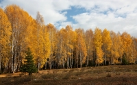 fall-forest