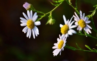 fresh-flower