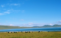 grassland