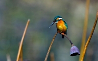 kingfisher