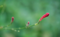 new-life