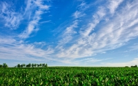 summer-field