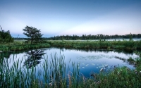 wetland