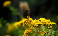 gardener-of-nature