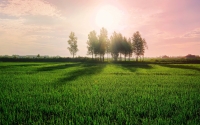 rising-sun