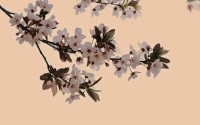 secret-fragrance