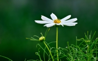 small-flowers
