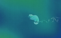 the-chameleon