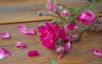 the-rose