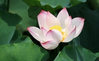 midsummer-flower