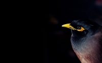 mynah-bird