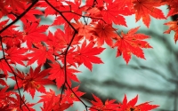 autumn-scenery