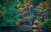 autumn-woods