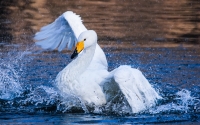 dancing-swan