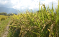 harvest-time