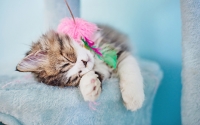 playing-kitty
