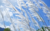 reedy-grass