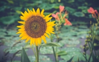 Blooming-Sunflower