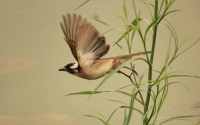 Flying-Sparrow