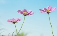 Fragrance