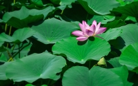 Lotus-Reflection