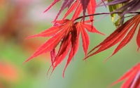 Red-Leaves