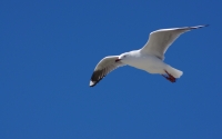 flying-bird