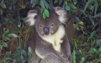 koala