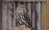 owl
