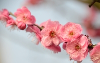 peach-blossom