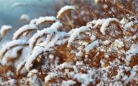 snow-love