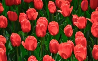 tulip