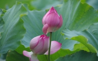 love-lotus
