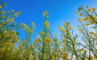 cole_flowers