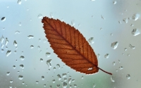 leaf_on_the_window