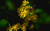 love_between_bees_and_flowers