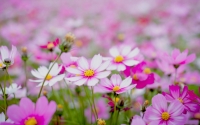 small_flowers1810