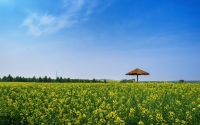 summer