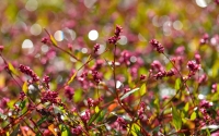 morning_dew
