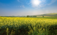 rapeseed_blossom