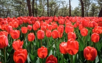 tulip1904