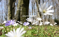 FlowersMate