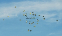 flying-with-mate