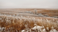 2004_frosty-prairie-fadedgreenpeace