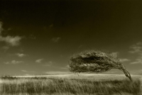 Arboreal_ballet_by_Bob_Farrell