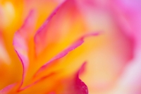 Begonia_by_fatpoint21