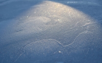 Blue_frost_by_ppaabblloo77