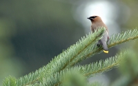 Cedar_Wax_Wing_by_Raymond_Lavoie