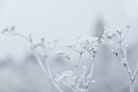 Frozen_by_fernando_garcila_redondo
